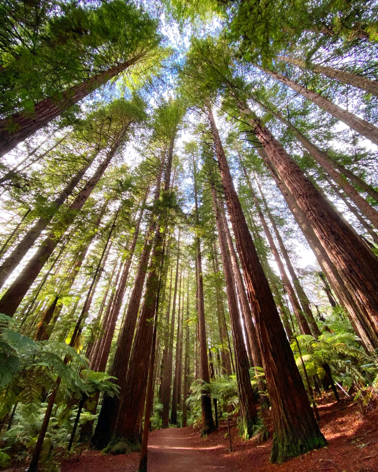 Tall trees viewed from a forest floor
